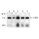 western blotting image from recommended c-Myb (D-7) monoclonal antibody replacement. Image 384071