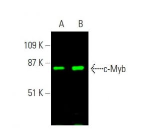 c-Myb Antibody (D-7) - Western Blotting - Image 382001