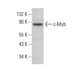 c-Myb Antibody (D-7) - Western Blotting - Image 380039Each CRISPR/Cas9 Knockout (KO) Plasmid product consists of a pool of 3 plasmids designed to ensure identification and cleavage of a specific gene for maximum knockout efficiency. Each plasmid encodes a unique 20 nt sequence derived from the GeCKO (v2) library.
