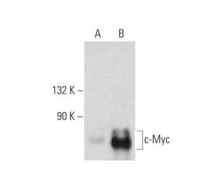 Myc Antibody 1.N.2 SCBT Santa Cruz Biotechnology