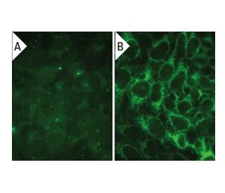 Myc Antibody 9E10 SCBT Santa Cruz Biotechnology