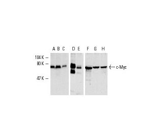 Myc Antibody 9E10 SCBT Santa Cruz Biotechnology