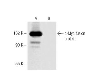 Myc Antibody 9E10 SCBT Santa Cruz Biotechnology