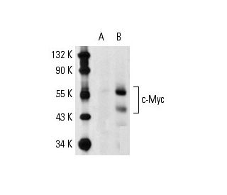 Myc Antibody 9E10 SCBT Santa Cruz Biotechnology