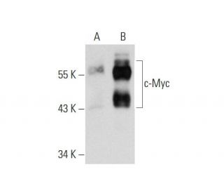 Myc Antibody 9E10 SCBT Santa Cruz Biotechnology