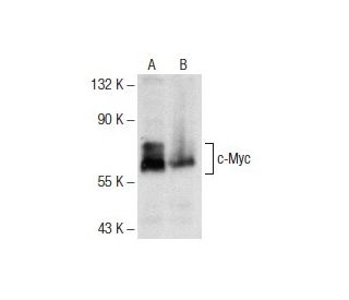 Myc Antibody 9E10 SCBT Santa Cruz Biotechnology