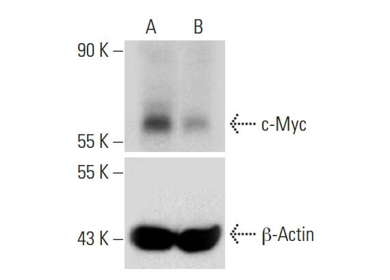 c-myc-antibody-9e10-western-