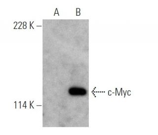 Myc Antibody 9E10 SCBT Santa Cruz Biotechnology