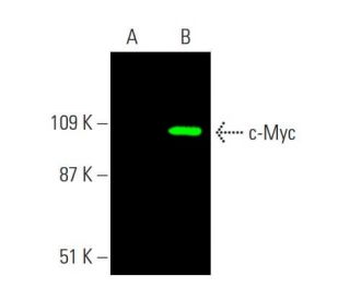 Myc Antibody 9E10 SCBT Santa Cruz Biotechnology