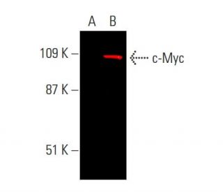 Myc Antibody 9E10 SCBT Santa Cruz Biotechnology