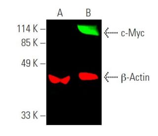 Myc Antibody 9E10 SCBT Santa Cruz Biotechnology