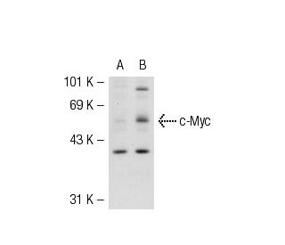 Myc Antibody 9E11 SCBT Santa Cruz Biotechnology