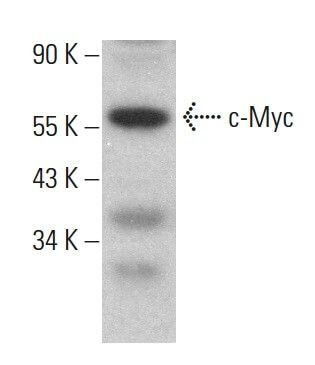 Myc Antibody (9E11) | SCBT - Santa Cruz Biotechnology