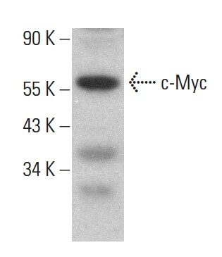 Myc Antibody 9E11 SCBT Santa Cruz Biotechnology