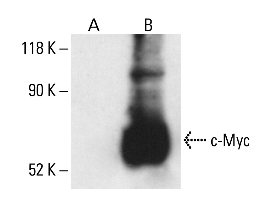 Myc Antibody (9E11) | SCBT - Santa Cruz Biotechnology
