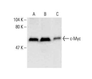 western blotting image from recommended Myc (9E10) monoclonal antibody replacement. Image 391682