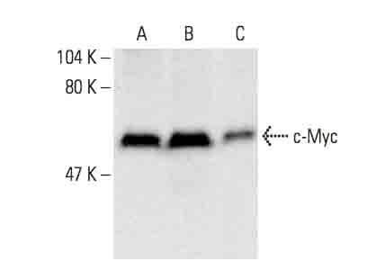 c-Myc Antibody (C-19) | SCBT - Santa Cruz Biotechnology