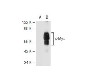 Myc Antibody C 33 SCBT Santa Cruz Biotechnology