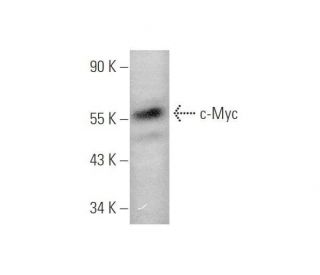 c-Myc Antibody (C-33) - Western Blotting - Image 349919 