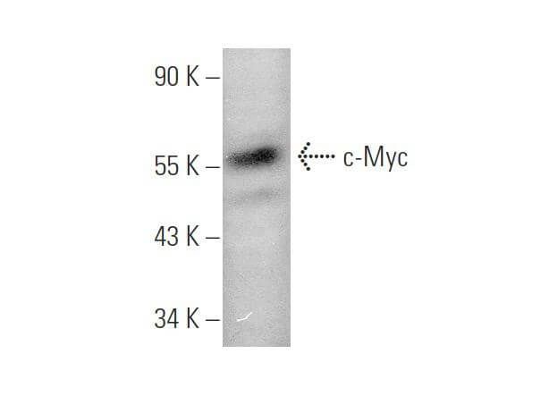Myc Antibody (C-33)
