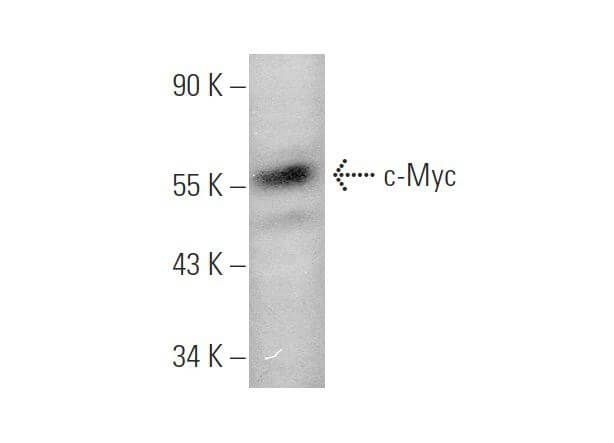 Myc Antibody C 33 SCBT Santa Cruz Biotechnology