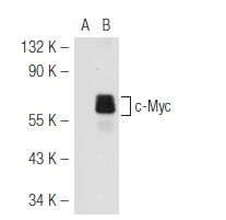 Myc Antibody (C-8) | SCBT - Santa Cruz Biotechnology