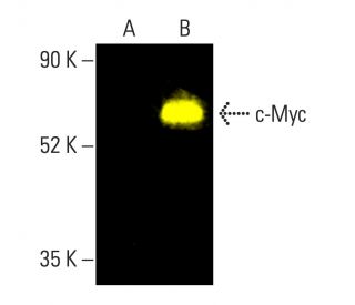 Myc抗体(C-8) | SCBT - Santa Cruz Biotechnology