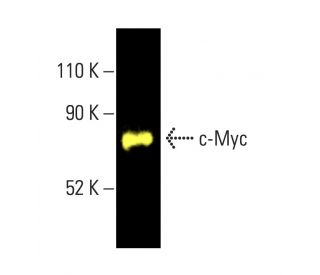 c-myc-antibody-c-8-western-