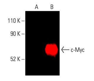 Myc Antibody C 8 SCBT Santa Cruz Biotechnology