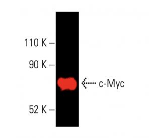 Myc Antibody (C-8) | SCBT - Santa Cruz Biotechnology