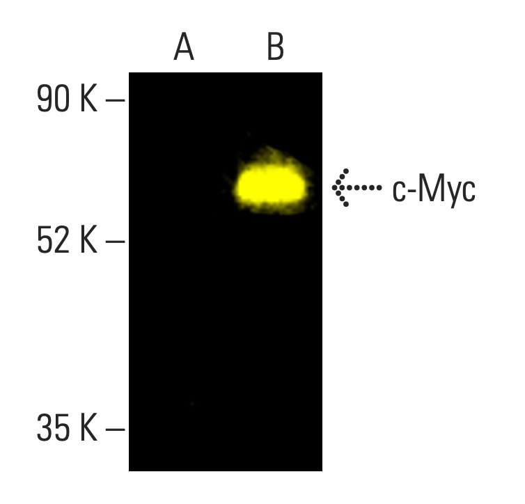 Myc Antibody C 8 SCBT Santa Cruz Biotechnology