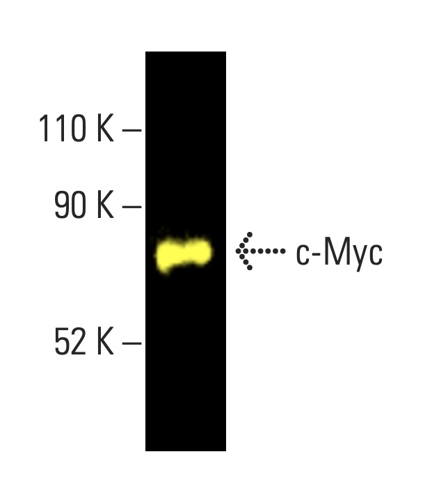 Myc Antibody C 8 SCBT Santa Cruz Biotechnology