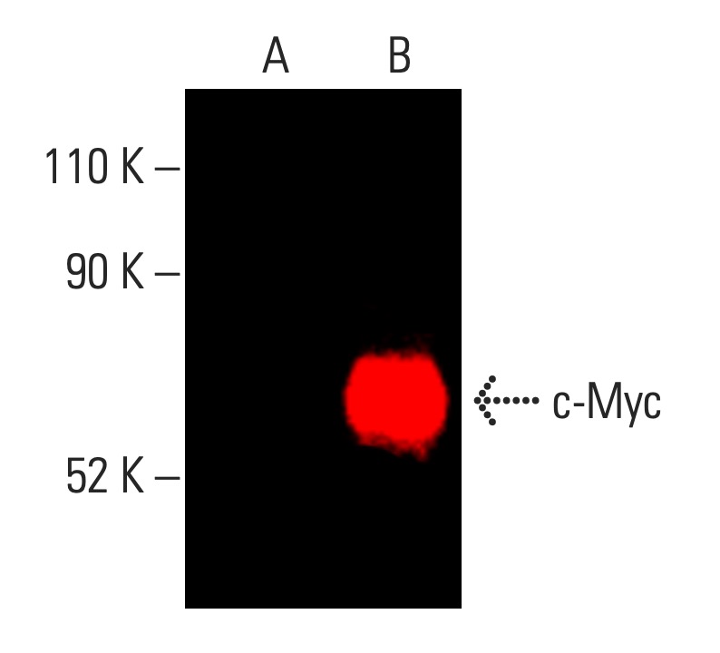 Myc Antibody C 8 SCBT Santa Cruz Biotechnology