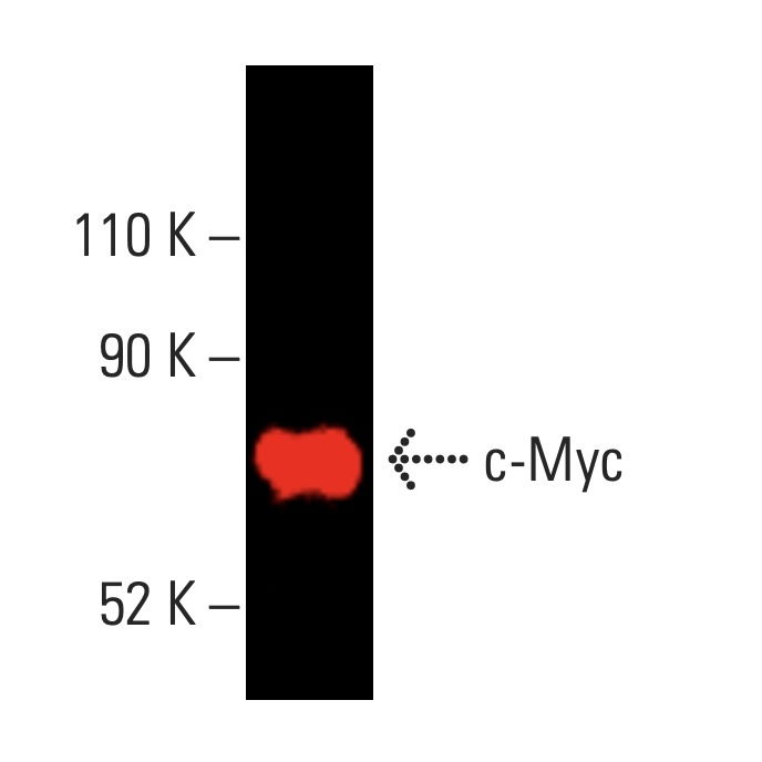 Myc Antibody C 8 SCBT Santa Cruz Biotechnology