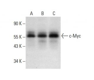 Myc Antibody G 4 SCBT Santa Cruz Biotechnology