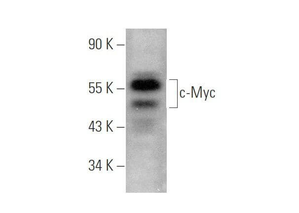 Myc Antibody G 4 SCBT Santa Cruz Biotechnology