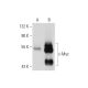 Myc Antibody (Myc.A7) - Western Blotting - Image 129086 