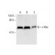 western blotting image from recommended Myc (9E10) monoclonal antibody replacement. Image 391682