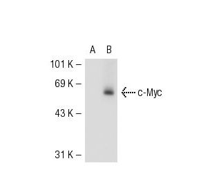 c-Myc (9E10): sc-40. Western blot analysis of c-Myc expression in... 
