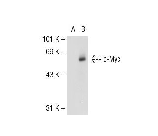 Myc h2 293T Lysate SCBT Santa Cruz Biotechnology