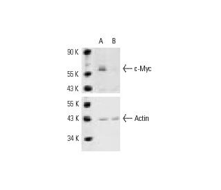 Myc siRNA h shRNA and Lentiviral Particle Gene Silencers SCBT