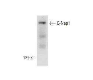 C-Nap1 Antibody (F-7) - Western Blotting - Image 291050 