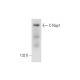 C-Nap1 Antibody (F-7) - Western Blotting - Image 291050 