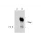 C-Nap1 Antibody (F-7) - Western Blotting - Image 305734 