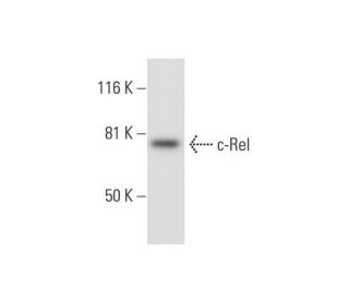 c-Rel Antibody (B-4) - Western Blotting - Image 294263 