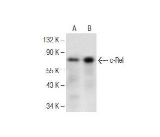 c-Rel Antibody (D-6) - Western Blotting - Image 146501 