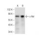 c-Rel Antibody (D-6) - Western Blotting - Image 146501 
