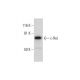 c-Rel Antibody (D-6) - Western Blotting - Image 294265 