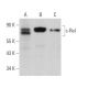 c-Rel Antibody (D-6) - Western Blotting - Image 361023