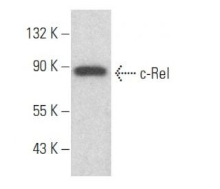 c-Rel Antibody (G-7) - Western Blotting - Image 354002 